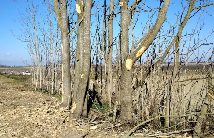 0326 Alberi3