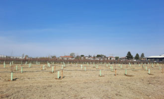 Alberi Piantati Bosco Lugo
