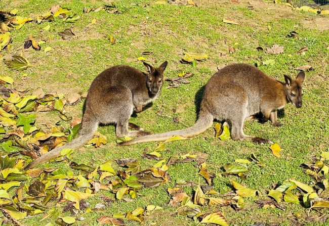 Wallaby