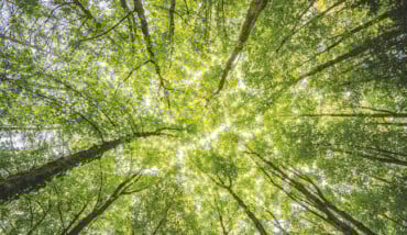 Aberi Riforestazione