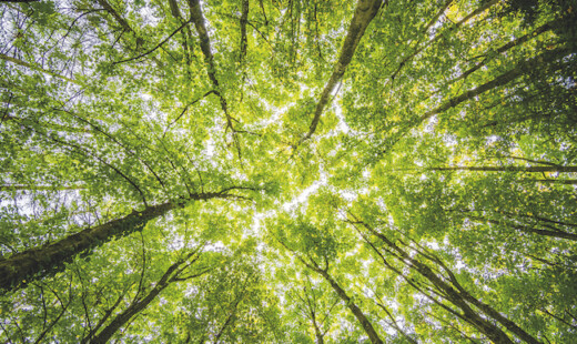 Aberi Riforestazione