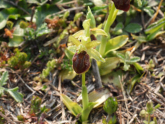 Pineta Miserocchi Orchidea Fior Di Ragno
