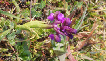 Pineta Miserocchi Orchidea Minore