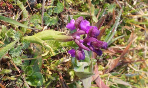 Pineta Miserocchi Orchidea Minore