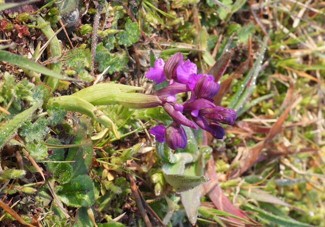 Pineta Miserocchi Orchidea Minore