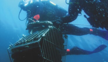 Vini Paguro Subacqua 2