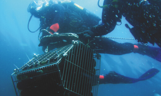 Vini Paguro Subacqua 2