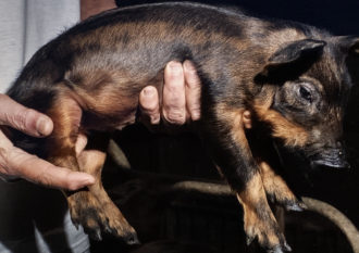 Cucciolo Mora Romagnola I Fondi