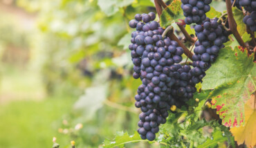 Uva Vitigno Sangiovese