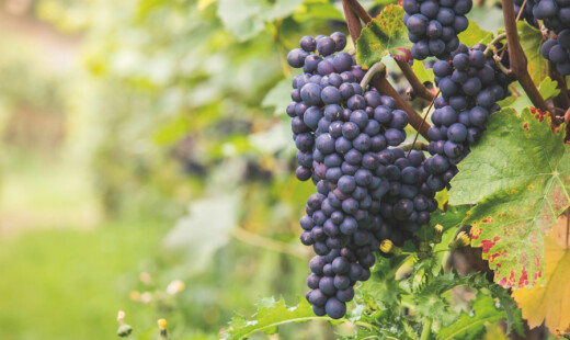 Uva Vitigno Sangiovese