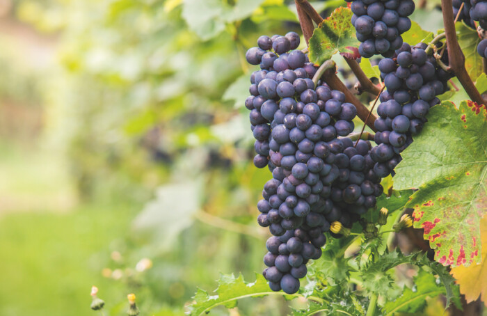 Uva Vitigno Sangiovese