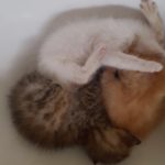 Cuccioli Abbandonati