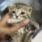 Cuccioli Abbandonati Conselice