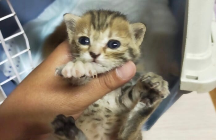 Cuccioli Abbandonati Conselice
