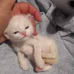 Cuccioli Conselice Abbandonati