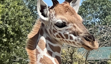 Zoosafari Giraffina