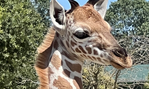 Zoosafari Giraffina