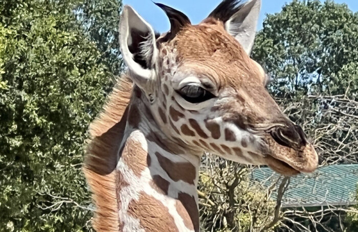 Zoosafari Giraffina