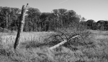 Soundtrack for falling trees