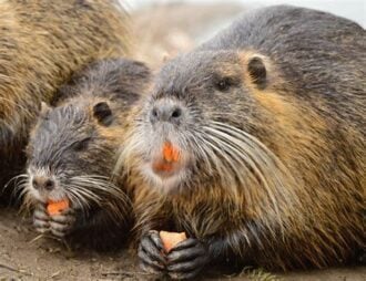 Nutria