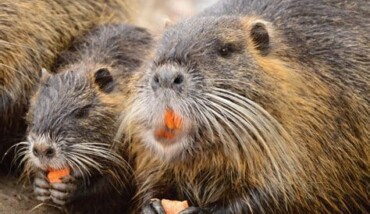 Nutria