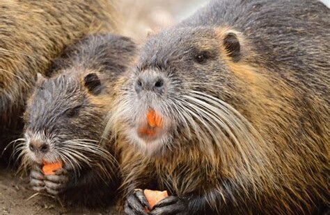 Nutria
