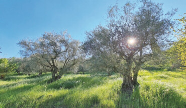 Tenuta Mote Mauro Ulivi