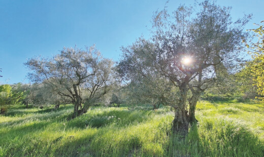 Tenuta Mote Mauro Ulivi