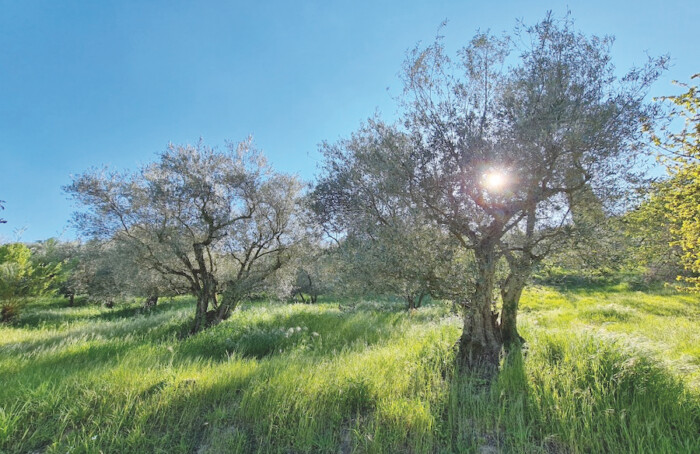Tenuta Mote Mauro Ulivi