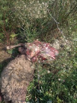 Agnello Ucciso Voltana