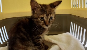 Cucciolo Gatto Faenza