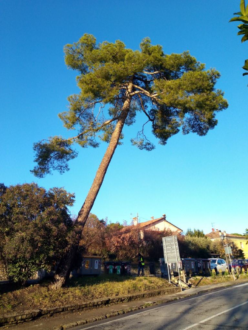 Albero
