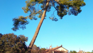 Albero