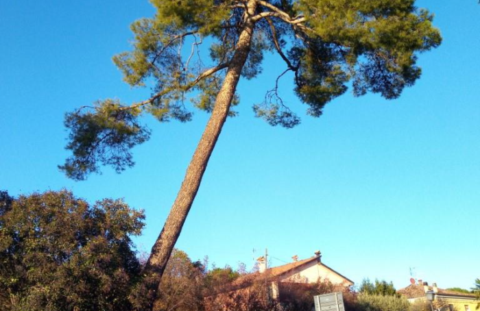 Albero