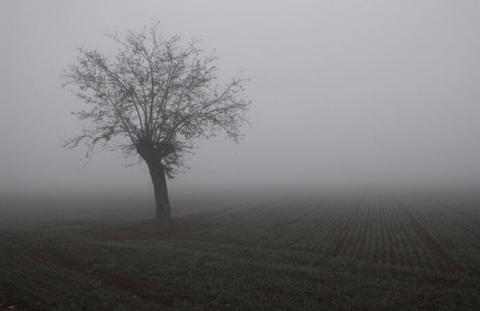 Nebbia Campagna Inverno