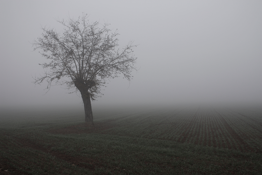 Nebbia Campagna Inverno