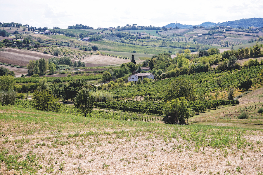 Il vignaiolo di Bertinoro sfida le convenzioni con il vino Tenuta Mazzotti Bertinoro