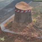 Alberi Abbattuti Viali Stazione Foto 2