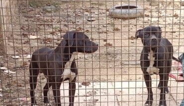 Cani1