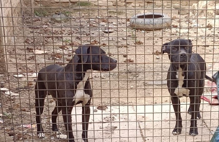 Cani1
