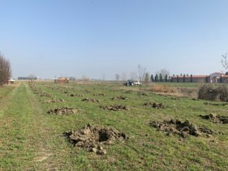 Eco Alberi 2