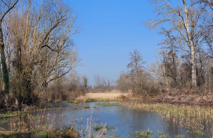 Punte Alberete
