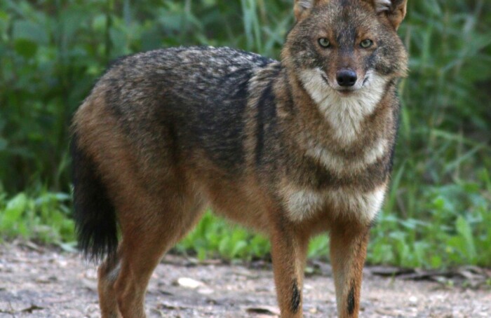 Canis Aureus Syriacus 114837596