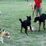 Altra Area Sgambamento Cani In Funzione