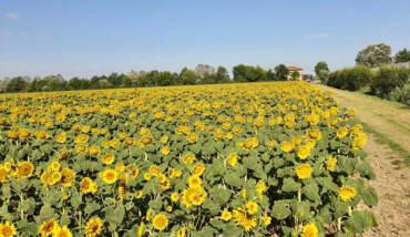 Agricoltura Girasoli Bio