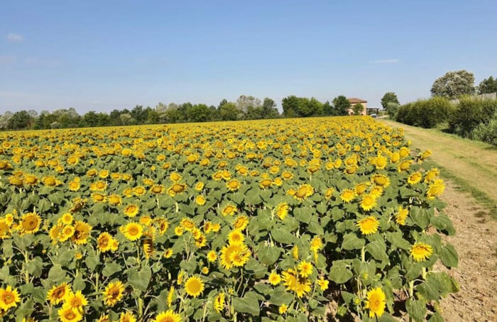 Agricoltura Girasoli Bio