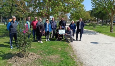 Piantumazione Lecci Ponte Nuovo 2