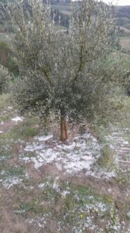 Grandine