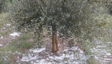 Grandine