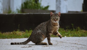 Gatto